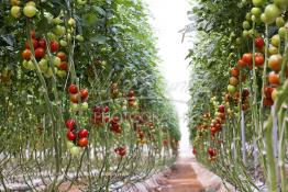 Image du Maroc Professionnelle de  Avec l'introduction des cultures sous abris serres, la région de Dakhla est devenue en très peu de temps célèbre pour ces productions de fruits et légumes destinés à l’export.  Sous d’immenses serres, la production des tomates en grappes bénéficie d’un climat phénoménalement ensoleillé, tempéré et régulier, Mardi 21 Novembre 2006. (Photo / Abdeljalil Bounhar) 